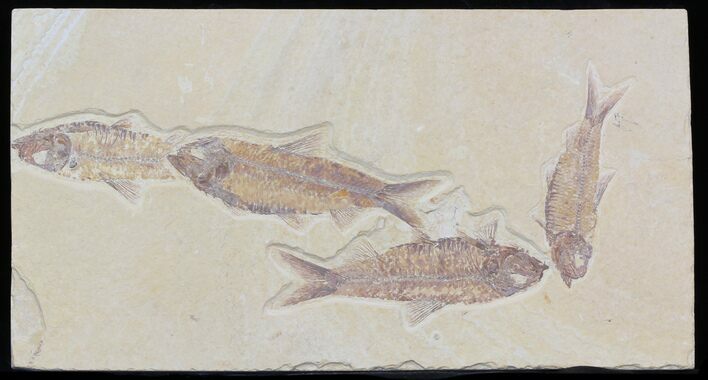 Multiple Knightia Fossil Fish Plate -x #32749